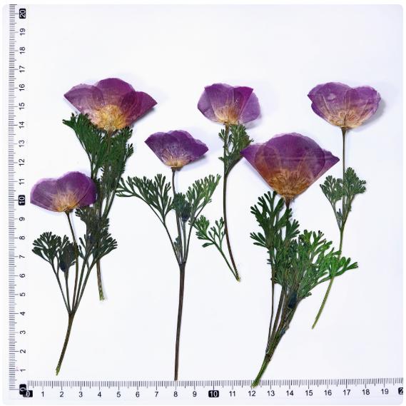 pressed flower,Set of 6 PCS,California Poppy Dried Pressed flowers,natural bulk Leaves Preserved dry flower,Purple dried flat flower