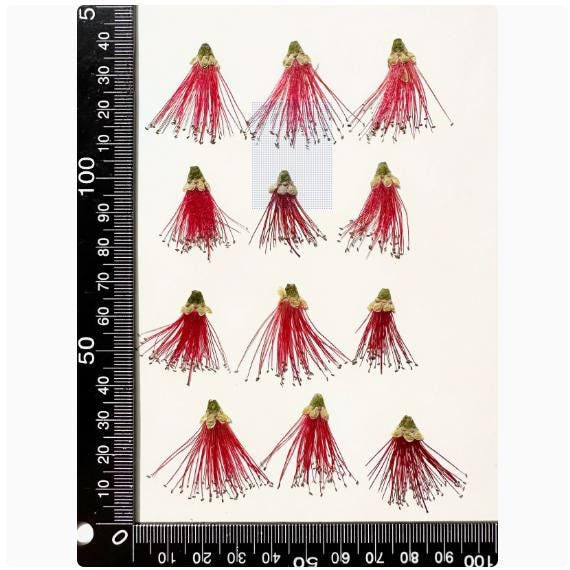 Dried Pressed Flower,6PCS/Pack,Red Pressed Flower, Real Dry red Callistemon rigidus, red Dry Preserved Flowers red Flowers