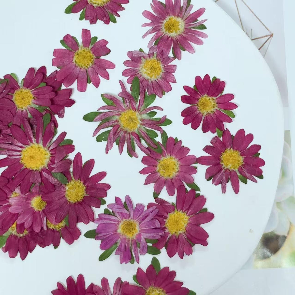 Pressed flowers for resin,10 PCS/Pack, rose pink Pressed Flower,Dark rose-colored flat flower packs,Natural Dried Flowers Chrysanthemum