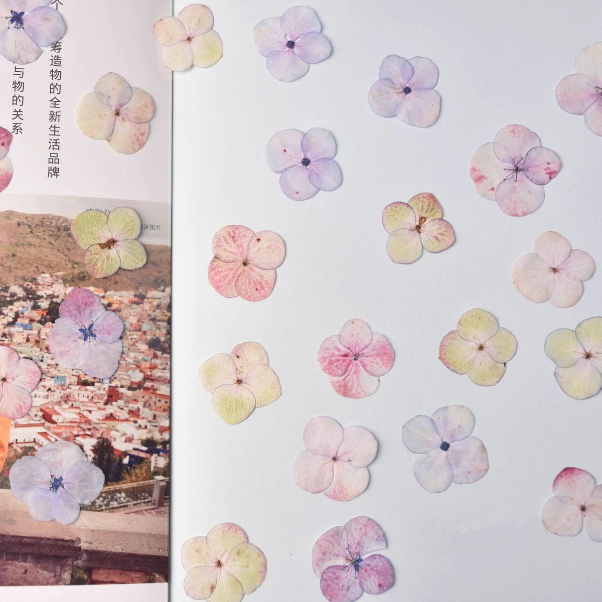 12 PC Mixed Color Pressed Hydrangea Flowers, Resin Crafts