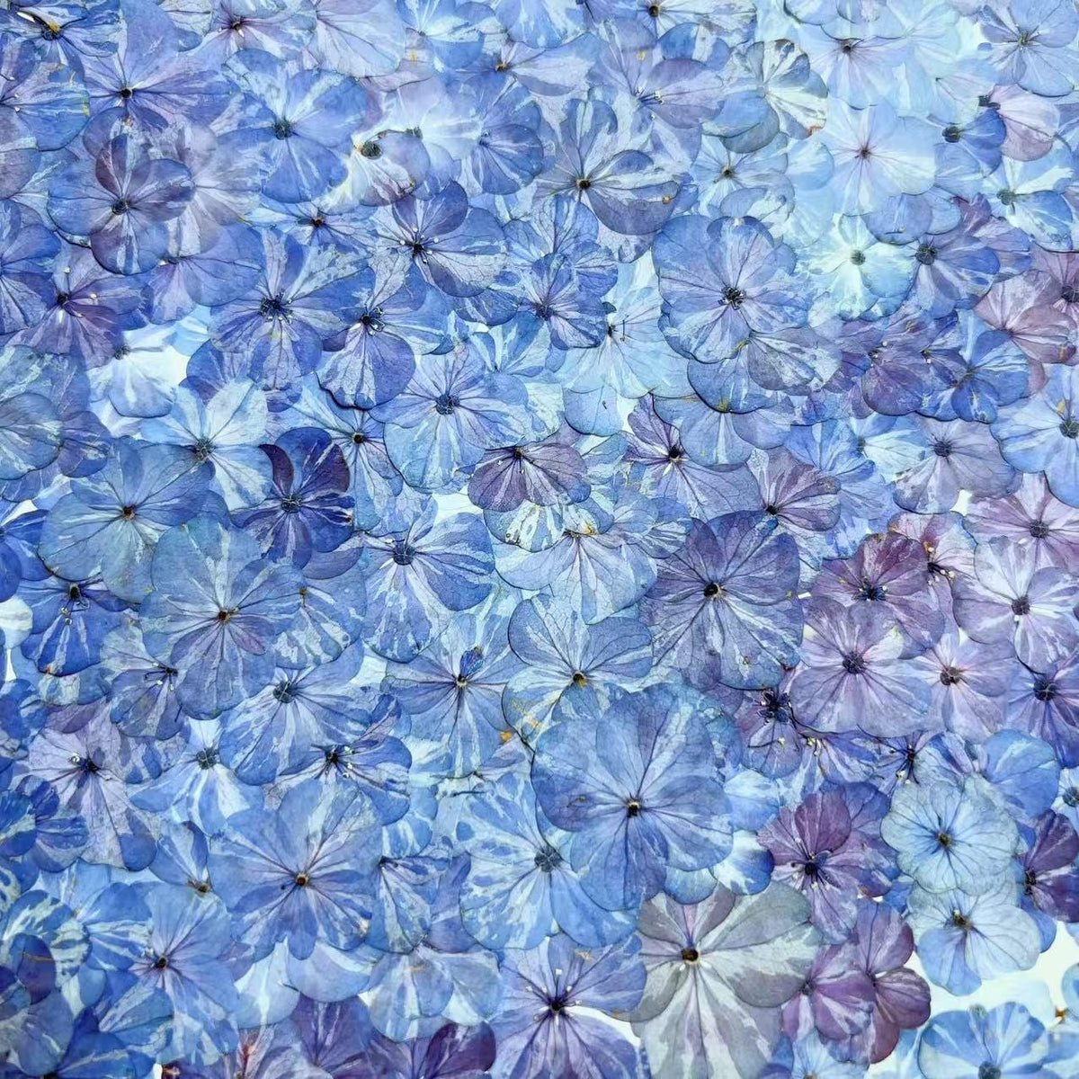 Set of 10 Pressed Hydrangea Flowers, Bright Blue Dried Petals (1-2cm)