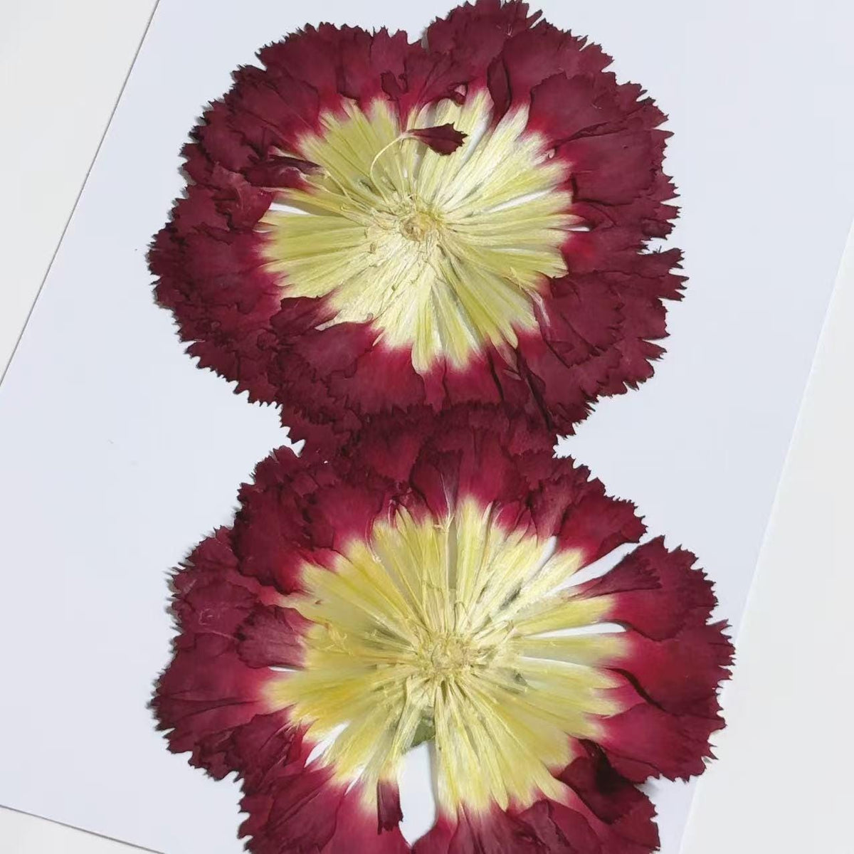 Pressed flowers,wine red Carnation dry flowers,Carnation 2 PCS/pack,dry Pressed flowers,dried flower,Red Dried Pressed flower