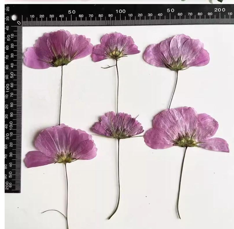 Pressed Flower,Cosmos sulphureus Pressed Flower,6 PCS/pack,Pressed Purple Dried Flower Stem Real Pressed Flower Dry Natural Pressed Flowers