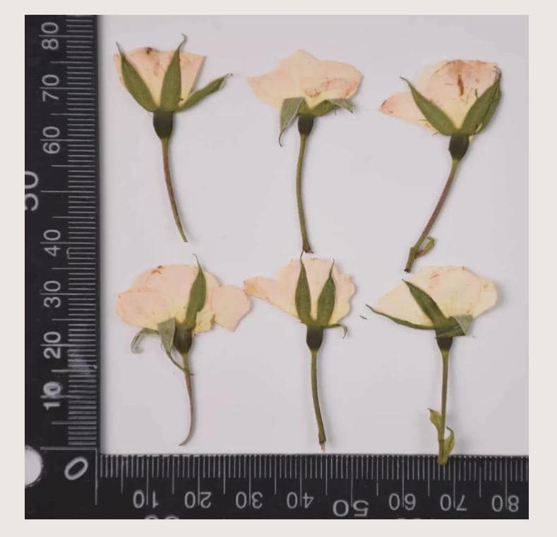 Dried Pressed Flower,6 PCS/Pack,beige Rose Buds Pressed, Real Dry Rose Flower Stems Tiny,Rose Buds Dry Preserved Flowers off-white Rose Buds