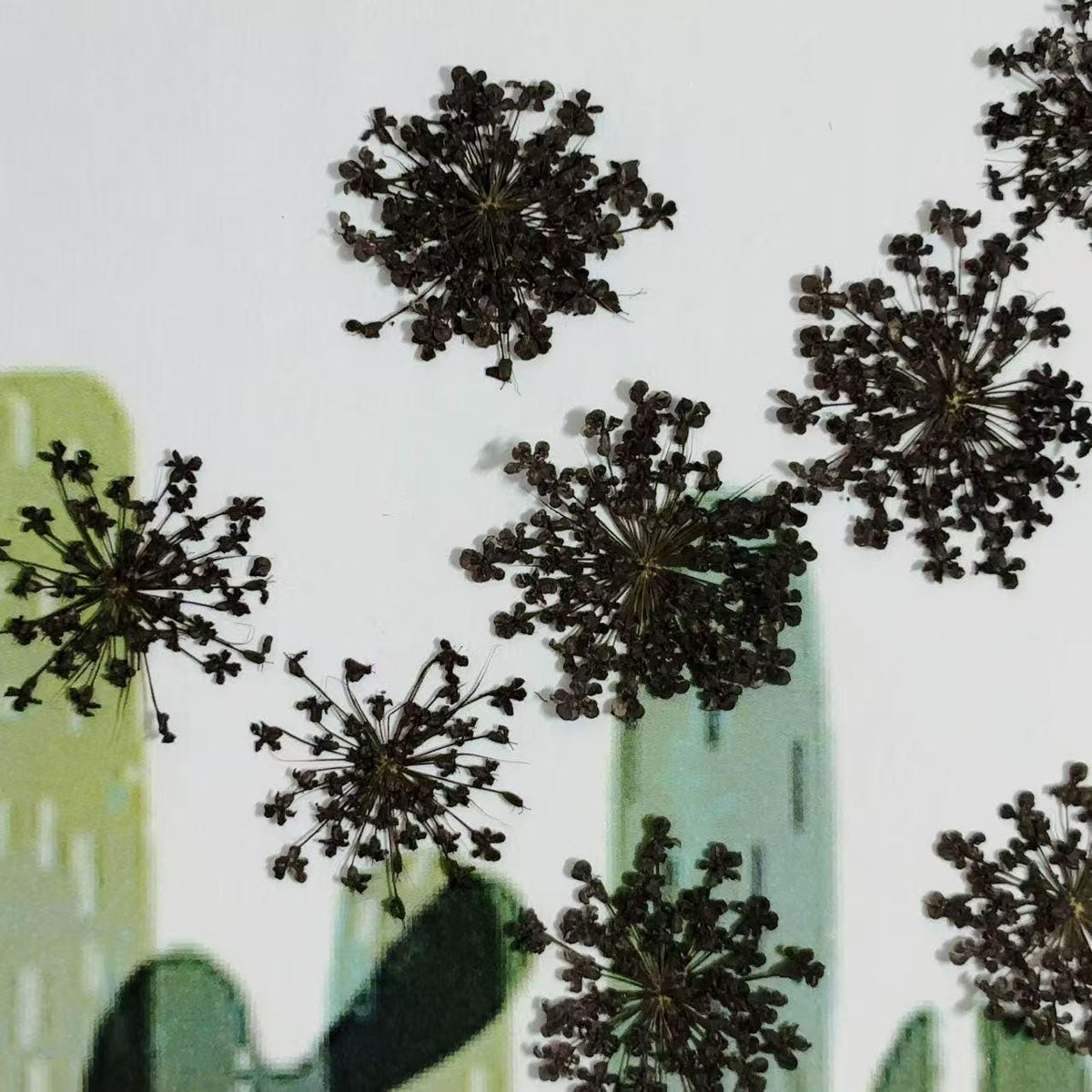 Black Dried Lace Flowers: Pressed Floral Embellishments (10 PCS/pack)