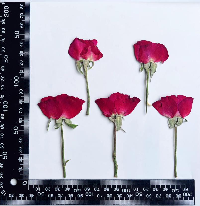 Dried Pressed Flower,6 PCS/Pack,red Rose Buds Pressed, Real Dry Rose Flower Stems Tiny,Rose Buds Dry Preserved Flowers Rose Buds