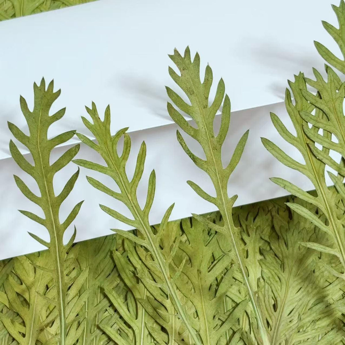 10 PCS Pressed Green stevia Leaves: Dried Flowers leaf for Resin Crafts