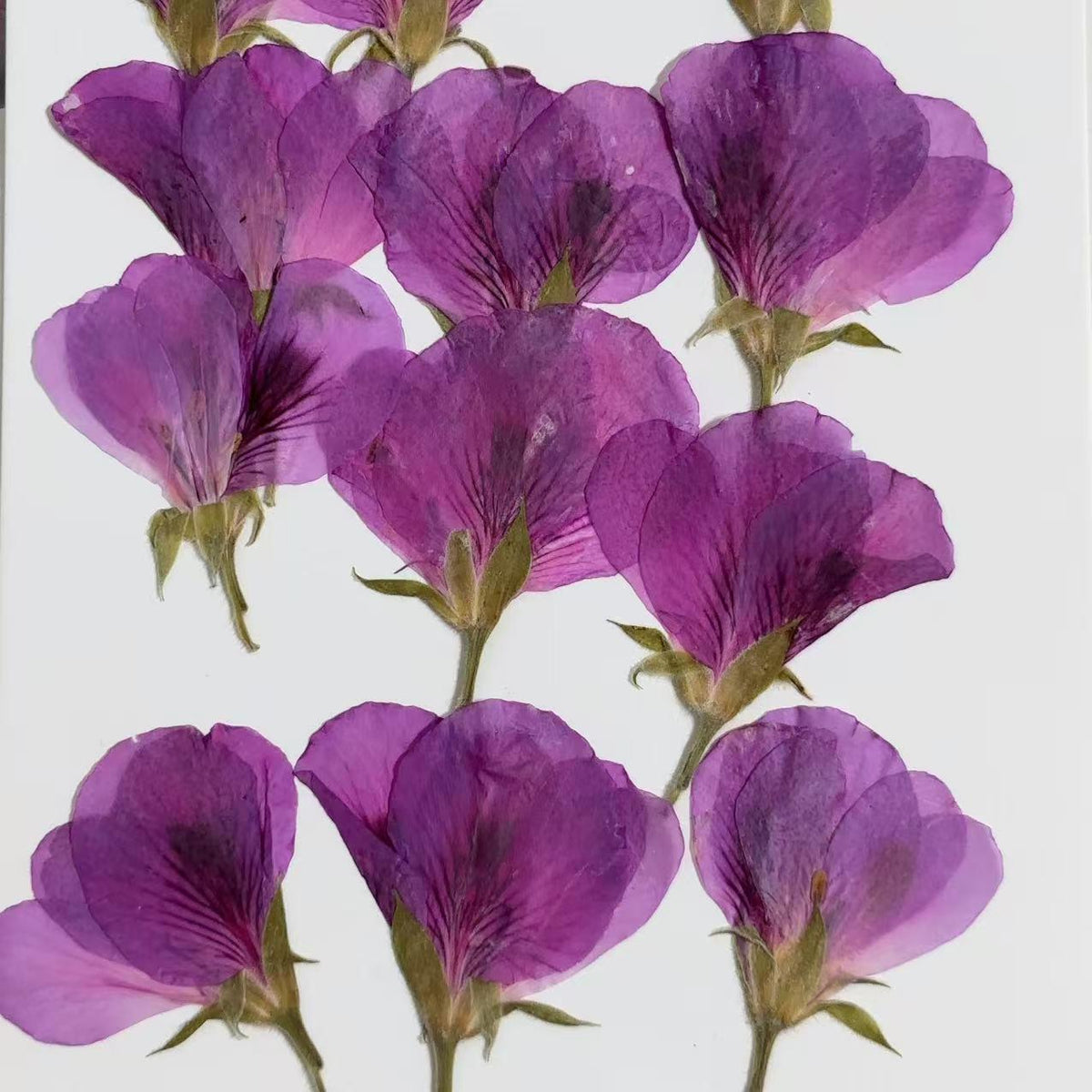 Pressed Flowers - 6 PCS purple geranium Dried Flower dry Flower Wedding Invitation Resin Art