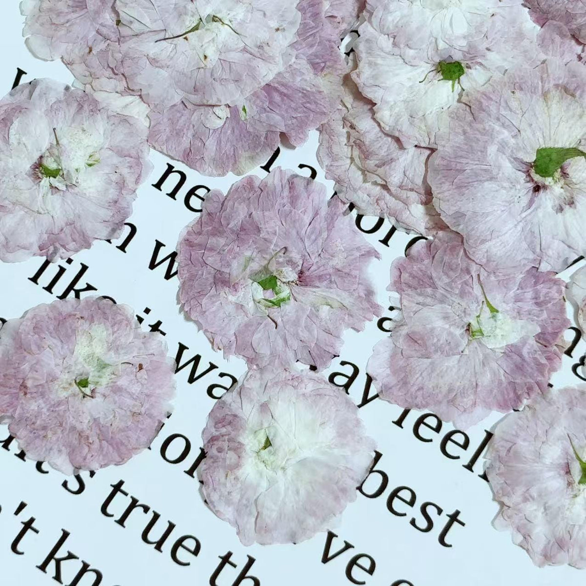 Cherry blossoms Pressed Flowers (3-4cm) 12 PCS/Pack, pink white Real Dried Flowers,Bulk pressed flower Floral,pink white dry flowers