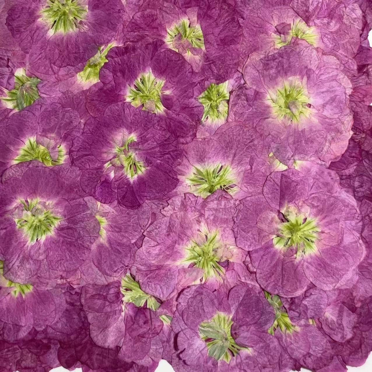 Pressed Flowers,Purple Pressed Flowers,Set of 6 PCS, Pressed Violet dried flower,Flat Flowers,Violet dried flowerpetals,flower (3-4 cm)
