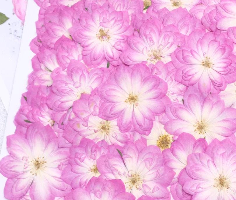 Rose Pressed flowers,A Pack of 6 PCS dried Pressed flowers,dried flower,Pink White Mix rose Dried Pressed flowers ,pink rose Dried Flower