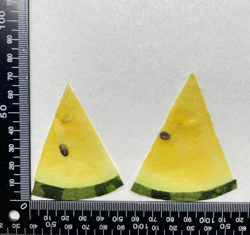 Pressed Fruits,Pressed Yellow watermelon slice,Set of 1 PCS,dried Strawberry slice,dried Fruits
