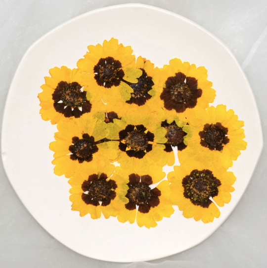 Yellow dried Flower Sanvitalia procumbens pressed flowers,12 PCS/Pack