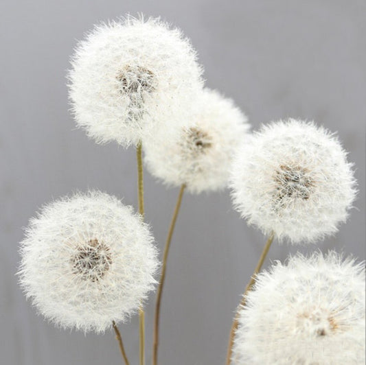 White dandelion dried flowers1 PCS