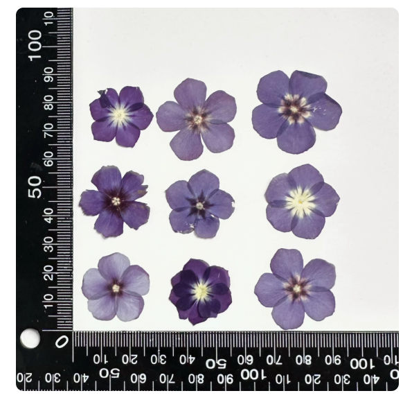 Mixed Color Pressed Phlox Flowers - 12 pcs Dried Wildflowers