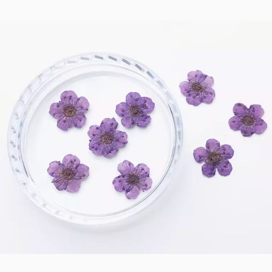 Light purple Small narcissus dried flower Pressed Flowers 20 PCS