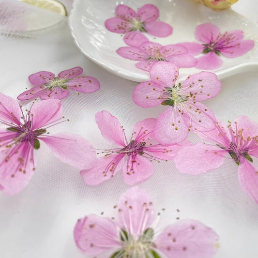 Pink peach blossom pressed flowers,8 PCS/Pack