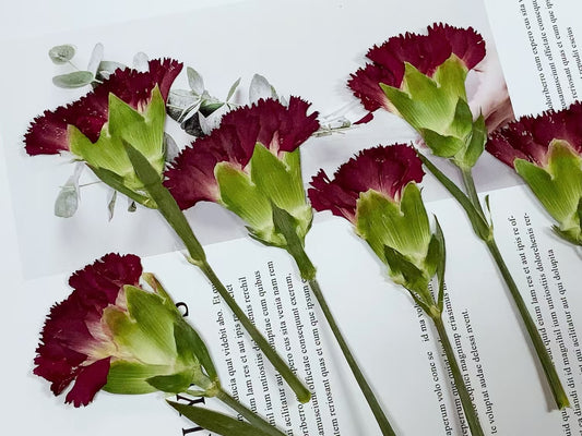 Red carnation Pressed Flowers stem 6 PCS