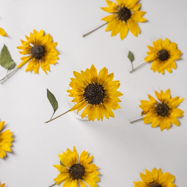 Yellow sunflower pressed flowers,2 PCS/Pack