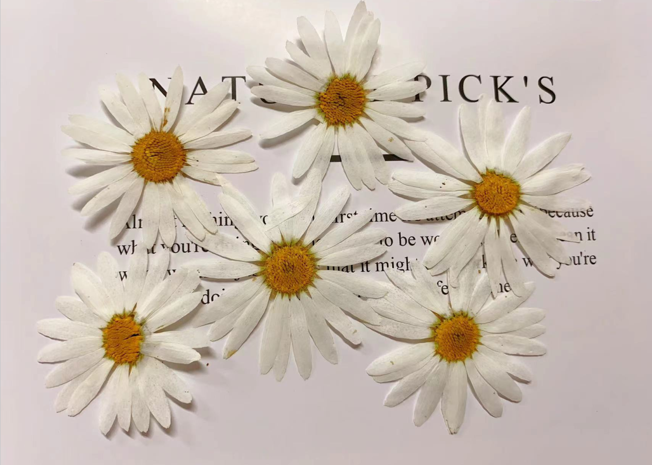 Large Marguerite daisy 6 pcs/pack Pressed White Daisy