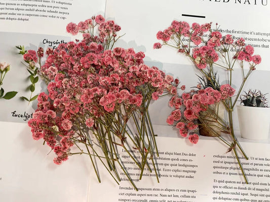 Pink Baby's Breath Dried Pressed Flowers 20 PCS