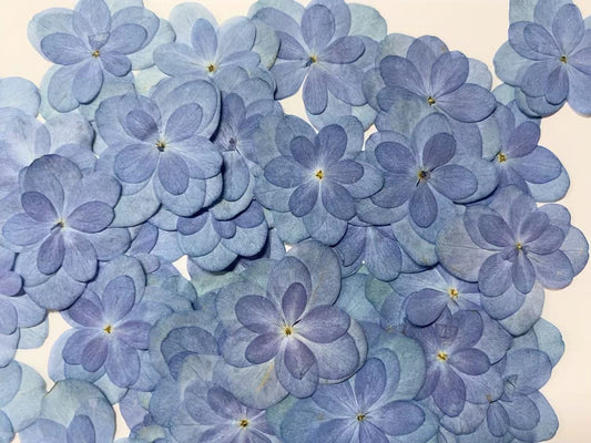 Blue Double petaled hydrangea pressed flowers,12 PCS/Pack