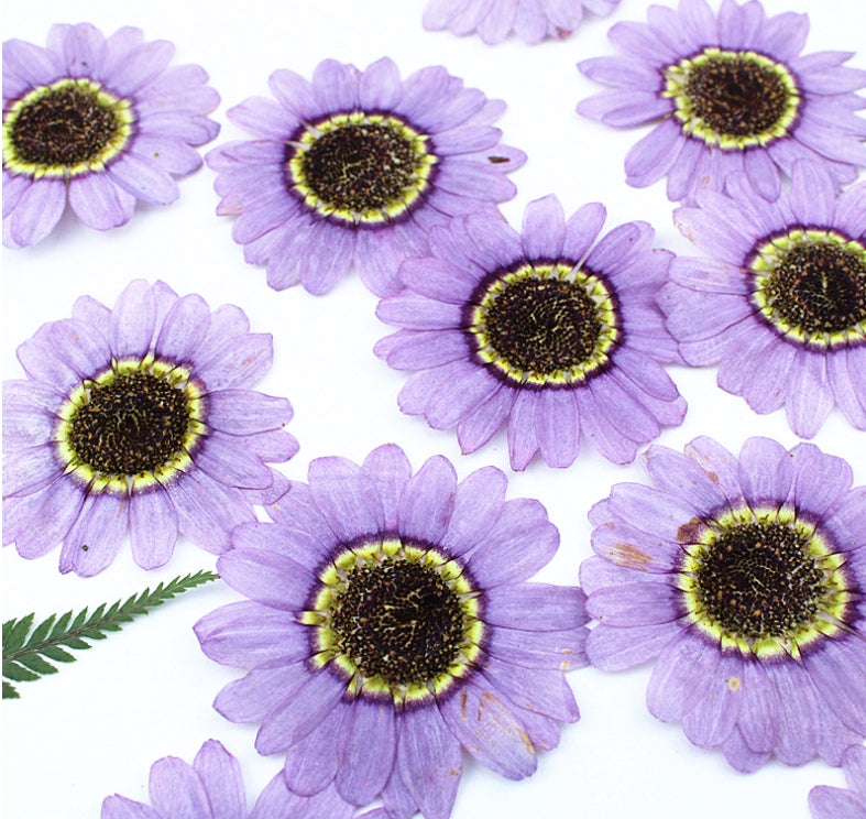 Purple Asteranae Pressed flower,8 PCS/Pack