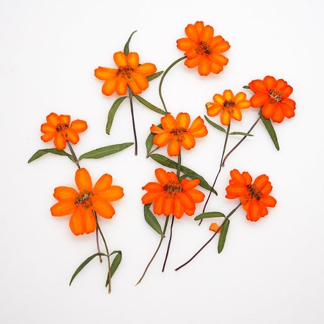 Orange ZINNIA pressed flowers,6 PCS/Pack