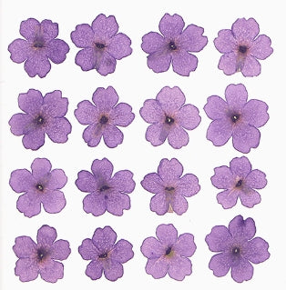 Purple verbena pressed flowers,12 PCS/Pack