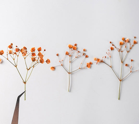 Orange Baby's Breath Dried Pressed Flowers12 PCS/Pack