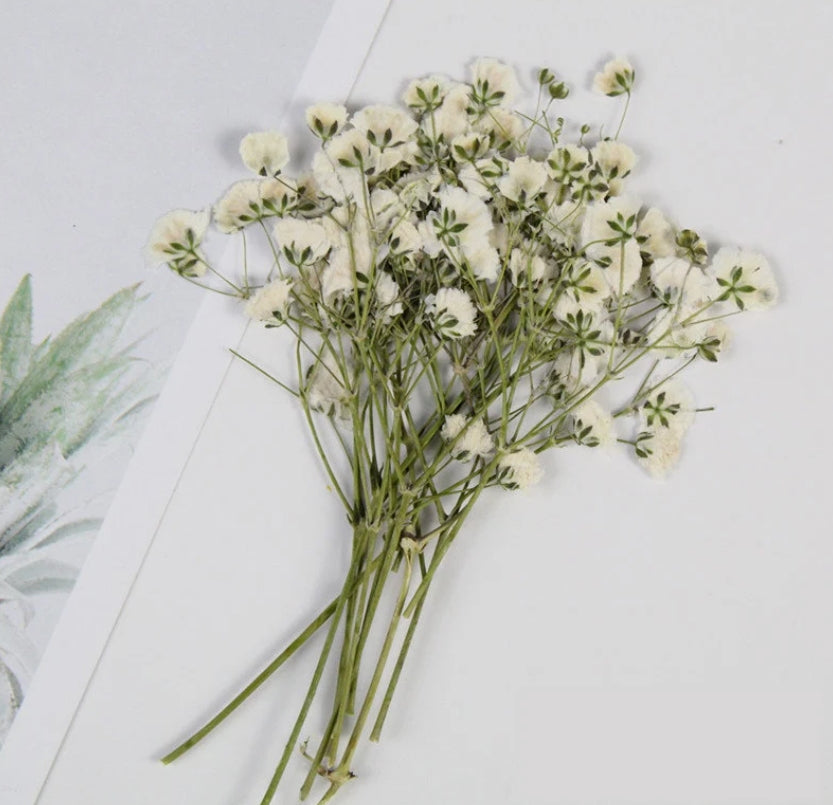 White Baby's Breath Dried Pressed Flowers 20 PCS