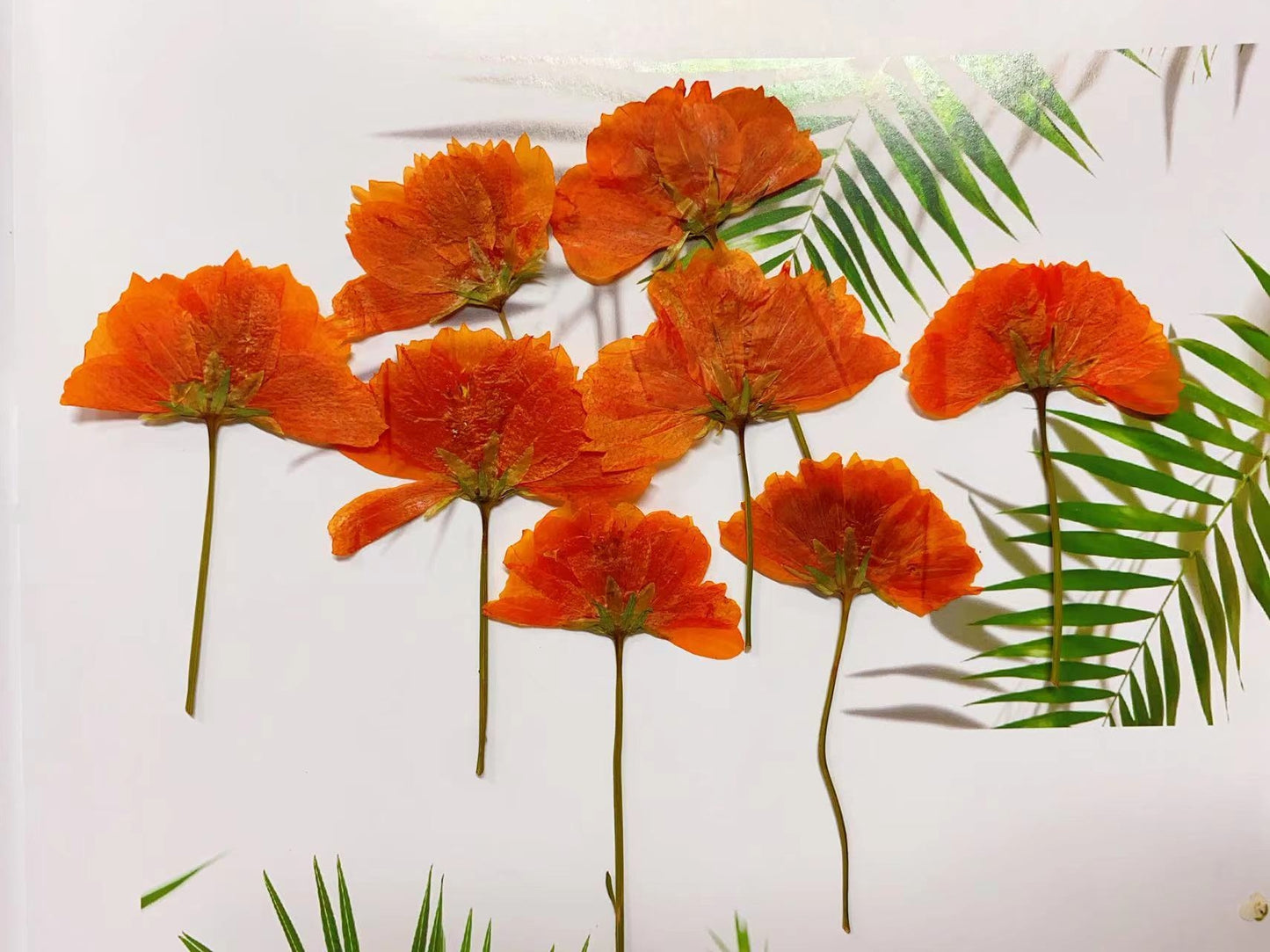 Orange Cosmos sulphureus Dried Flower Stem Real Pressed Flower,12 PCS/Pack