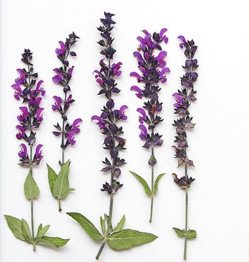 Purple Sogen Sage pressed flowers stem, 6 PCS/Pack