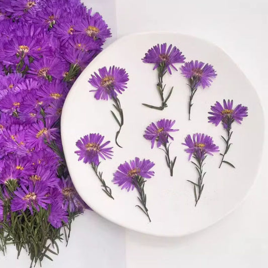 Purple Dried stem of Dutch chrysanthemum,pressed flowers stem, 12 PCS/Pack