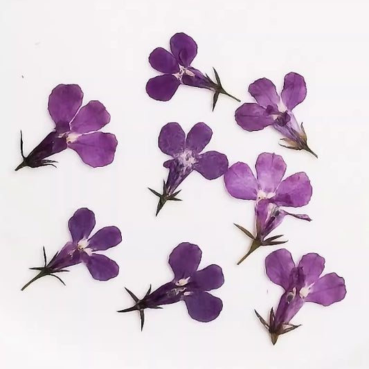 Purple Lobelia pressed flowers,12 PCS/Pack