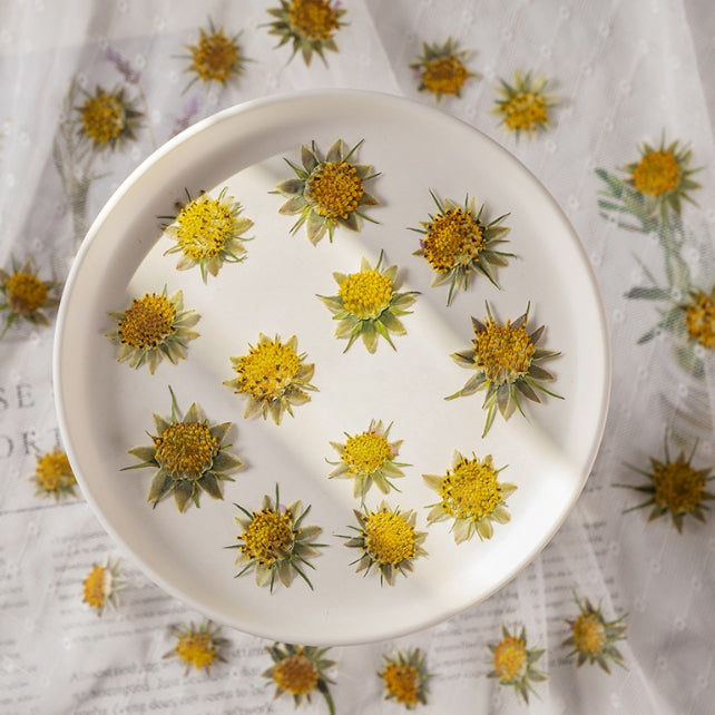 Yellow Flower core pressed flowers,12 PCS/Pack