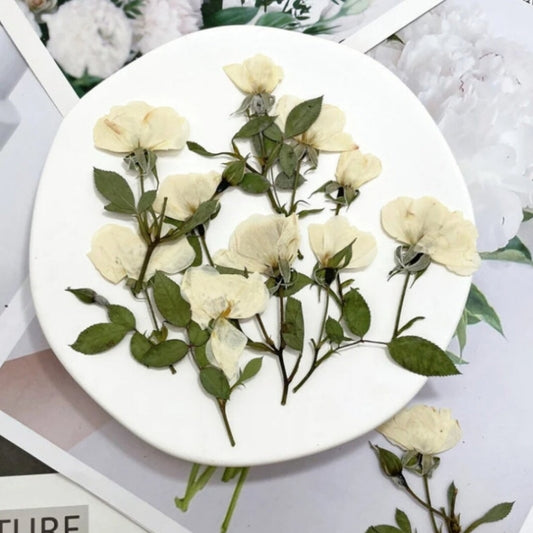 White rose stem pressed flowers,6 PCS/Pack