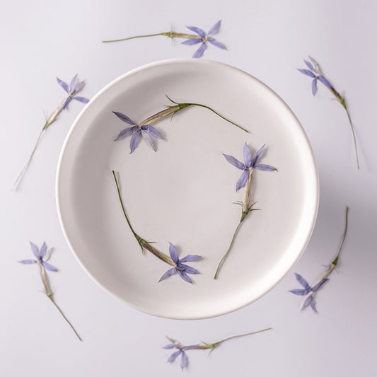 Blue Star Flower pressed flowers,12 PCS/Pack