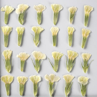 White carnation pressed flowers,12 PCS/Pack