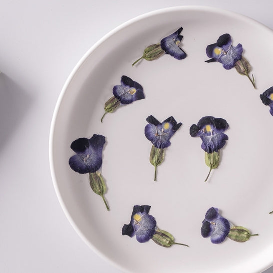 Deep blue Torenia fournieri pressed flowers,12 PCS/Pack