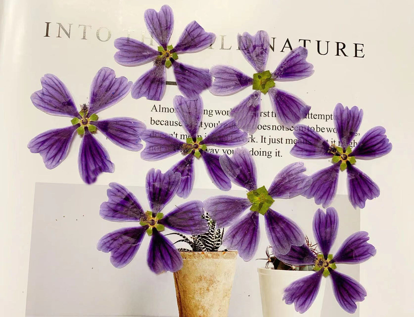 Purple Mallow pressed flowers 10 PCS/Pack