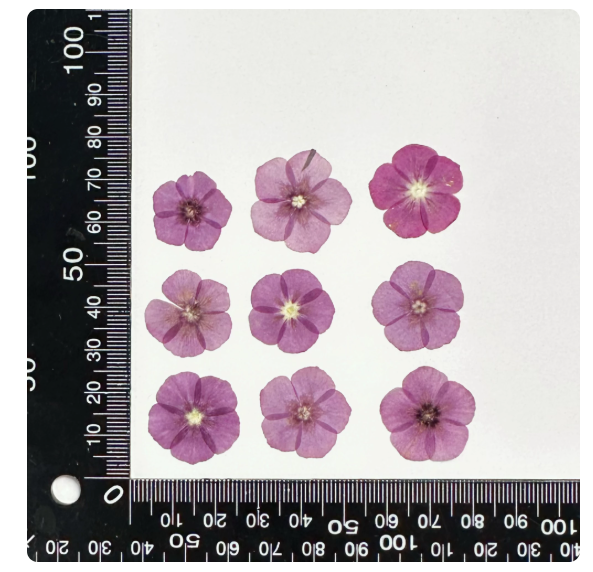 Mixed Color Pressed Phlox Flowers - 12 pcs Dried Wildflowers