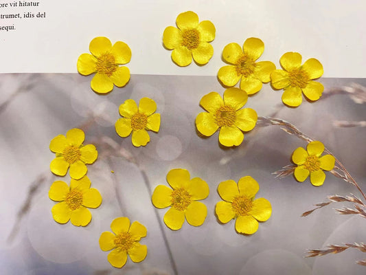 Yellow buttercup pressed flowers,12 PCS/Pack