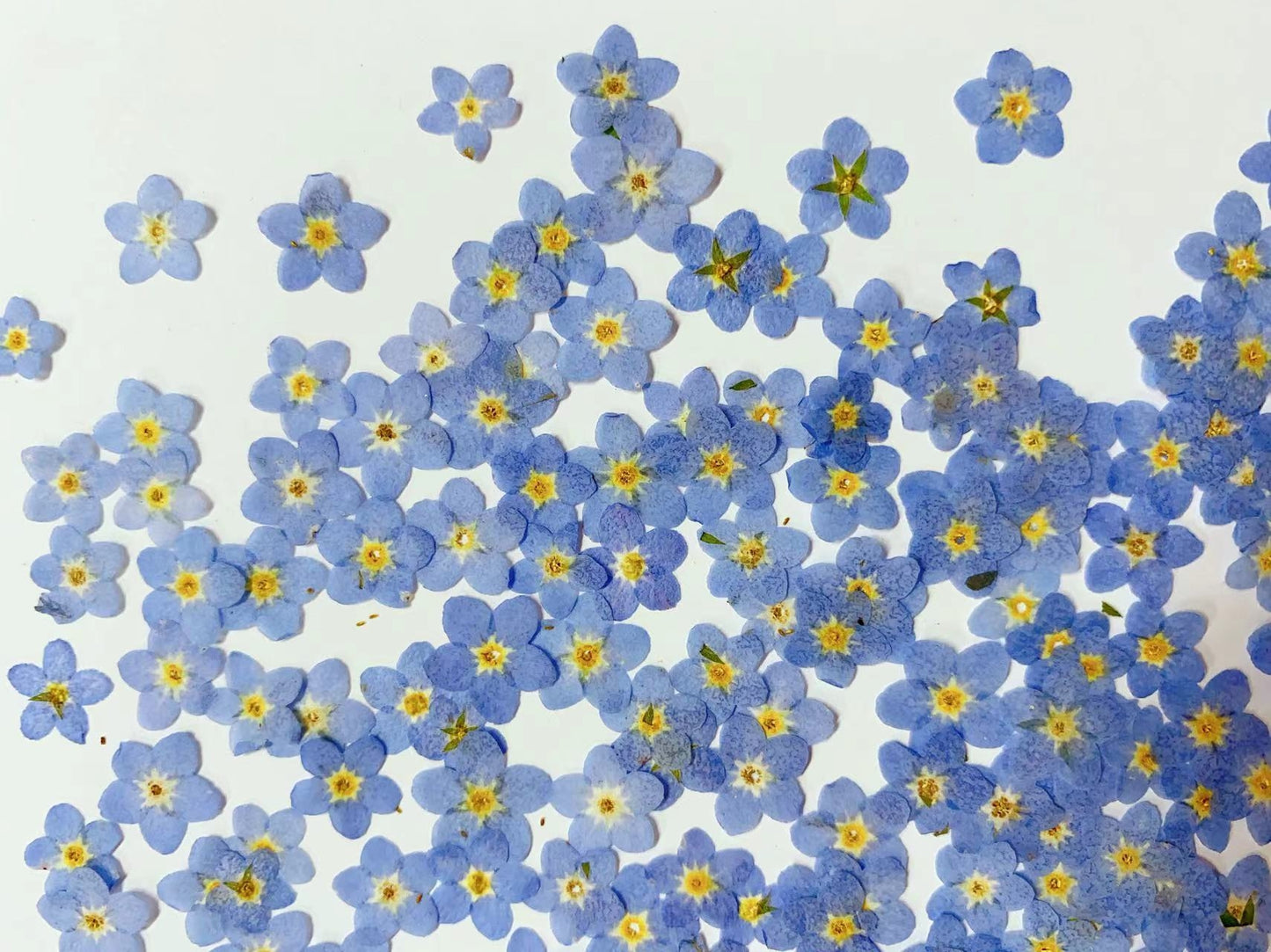 Pressed forget me nots,Blue forget me nots dried flower 20 PCS