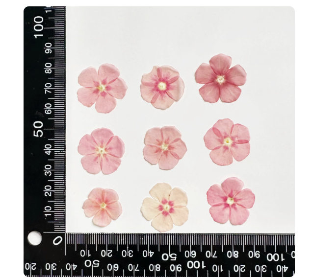 Mixed Color Pressed Phlox Flowers - 12 pcs Dried Wildflowers