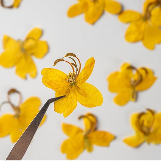 Yellow Flower Cassia Seeds pressed flowers,6 PCS/Pack