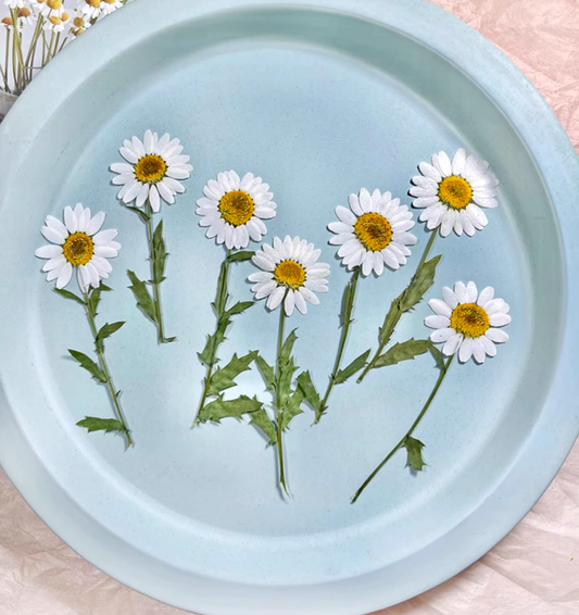 White Chrysanthemum stem pressed flowers,10 PCS/Pack