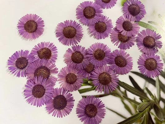 Purple Needle chrysanthemum pressed flowers,12 PCS/Pack