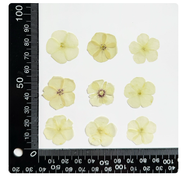 Mixed Color Pressed Phlox Flowers - 12 pcs Dried Wildflowers