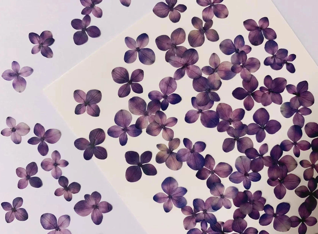 Purple hydrangea pressed flowers,12 PCS/Pack